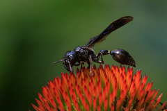 Zethus spinipes spinipes