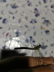 Distoleon tetragrammicus