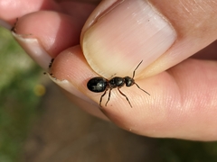 Formica lugubris