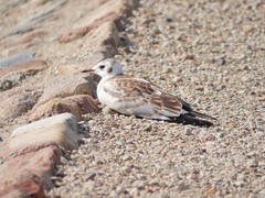 Chroicocephalus ridibundus