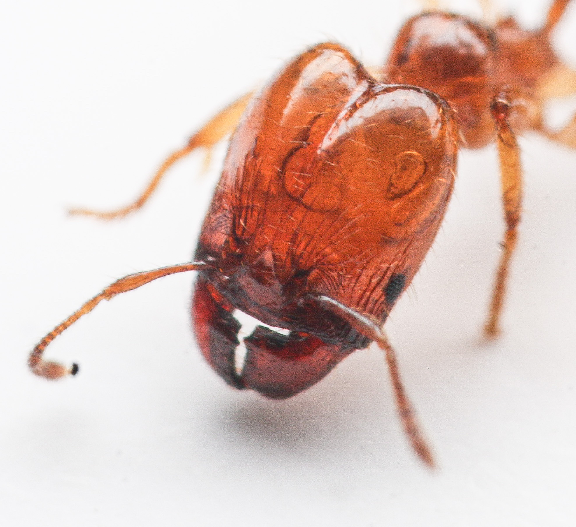 Pheidole subarmata