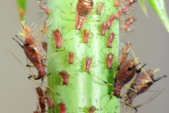 Uroleucon sonchi