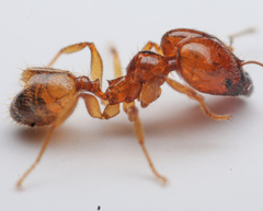 Pheidole subarmata