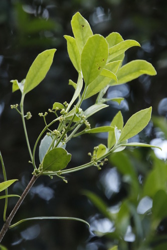 Image of Elaeodendron croceum by (c) Tony Rebelo, some rights reserved (CC BY-SA)