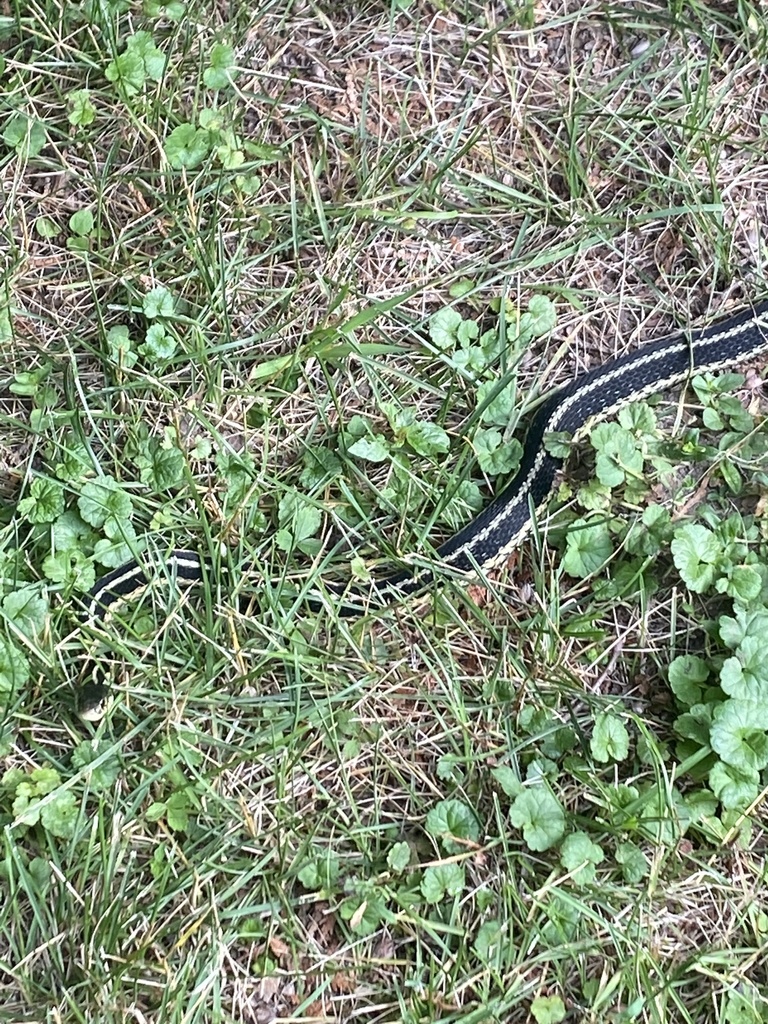 Common Garter Snake from Rang St-Nicolas, Trois-Rivières, QC, CA on ...