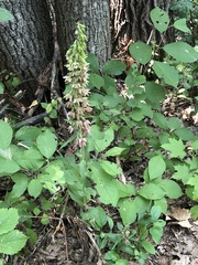 Epipactis helleborine