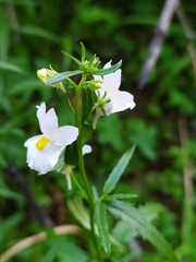 Nemesia elata