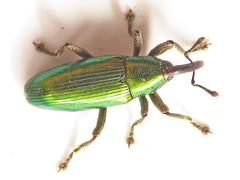 Aulacobaris cuprirostris