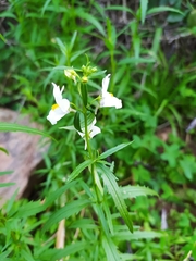 Nemesia elata