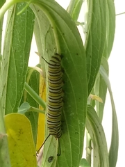 Danaus plexippus
