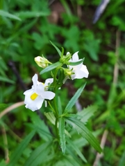 Nemesia elata