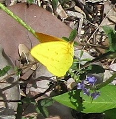 Phoebis agarithe