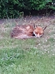 Vulpes vulpes