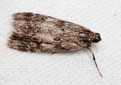 Scoparia philonephes