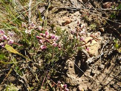 Lessertia pauciflora
