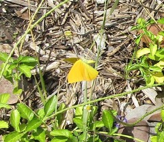 Phoebis agarithe