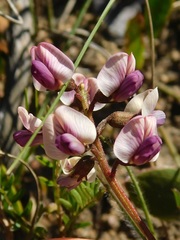 Lessertia pauciflora