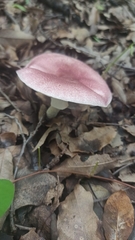 Leucoagaricus lilaceus
