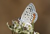Mariposa Sedosa Azul Tejana - Photo (c) upupamartin, algunos derechos reservados (CC BY-NC-ND), subido por upupamartin