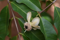 Psidium friedrichsthalianum