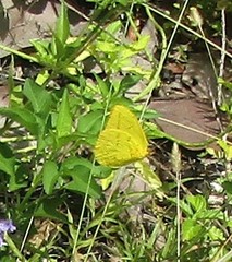 Phoebis agarithe