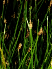 Eleocharis mamillata