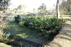 Hedychium flavescens