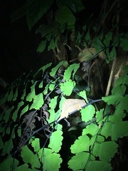 Rieppeleon brevicaudatus