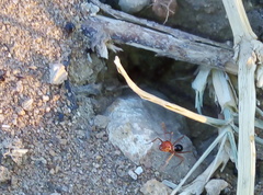 Cataglyphis tartessica