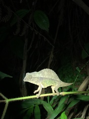 Rieppeleon brevicaudatus