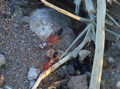 Cataglyphis tartessica