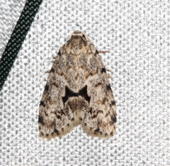 Thallarcha macilenta