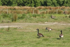 Branta canadensis maxima