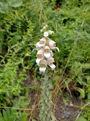 Digitalis lanata