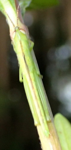 Stenacris vitreipennis image