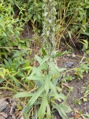 Digitalis lanata