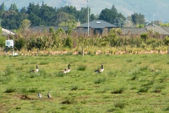 Branta canadensis maxima