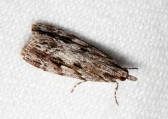 Scoparia philonephes