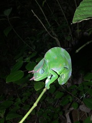 Trioceros deremensis