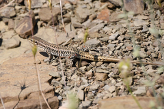 Podarcis erhardii riveti