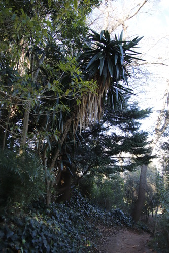 Yucca gigantea