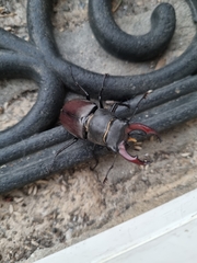 Lucanus cervus