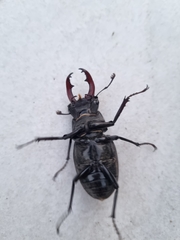 Lucanus cervus