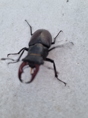 Lucanus cervus