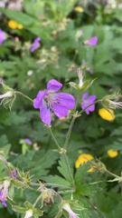 Geranium sylvaticum