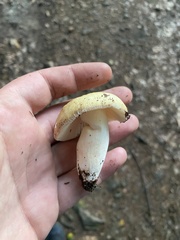 Russula violeipes