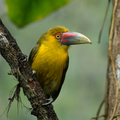 Pteroglossus bailloni