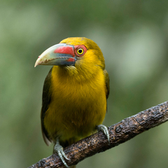 Pteroglossus bailloni