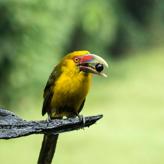 Pteroglossus bailloni