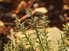 Ulex argenteus argenteus